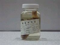 藏品(魔擬鮋)的圖片